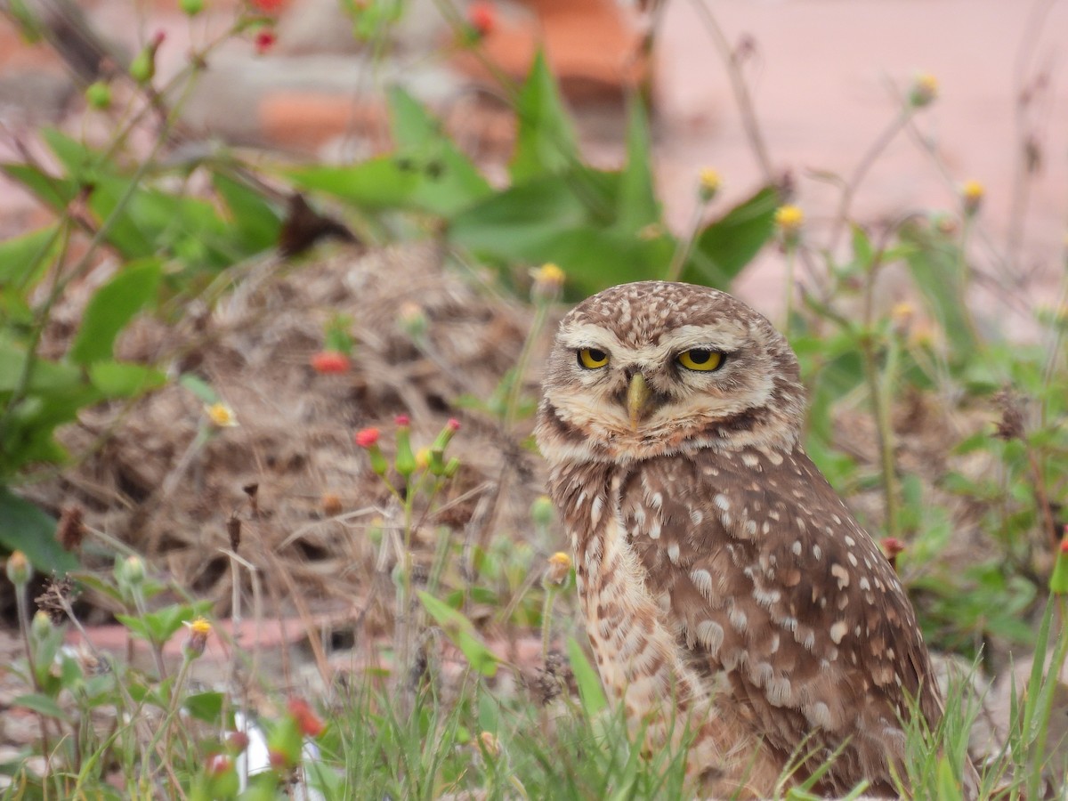 アナホリフクロウ - ML645766123