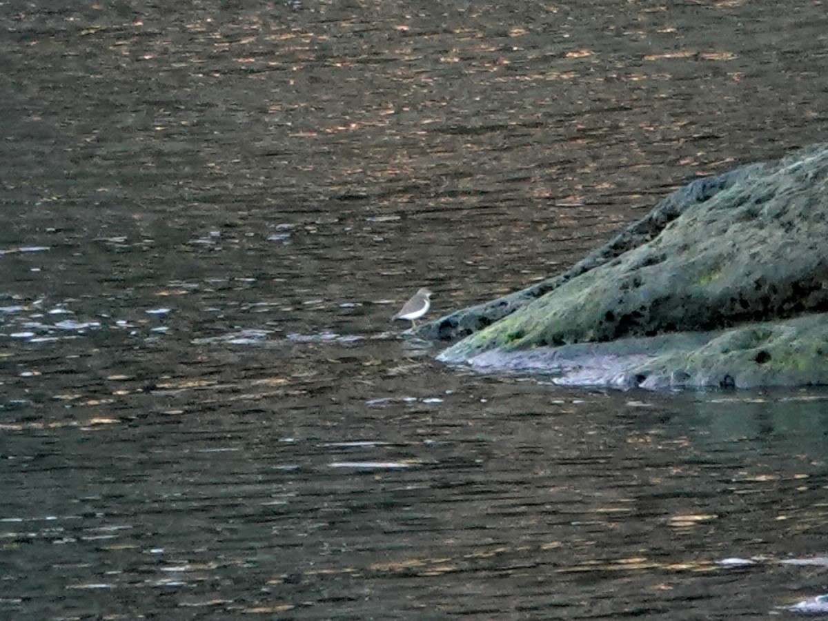 アメリカイソシギ - ML645766124