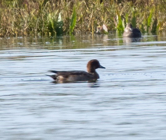 ヒドリガモ - ML645766125