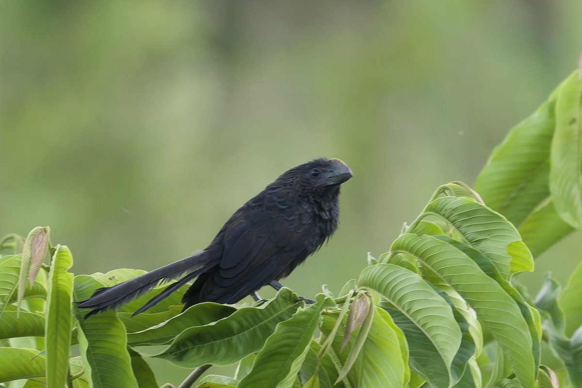 オオハシカッコウ - ML645766126