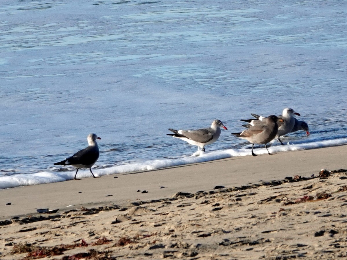 オグロカモメ - ML645766128