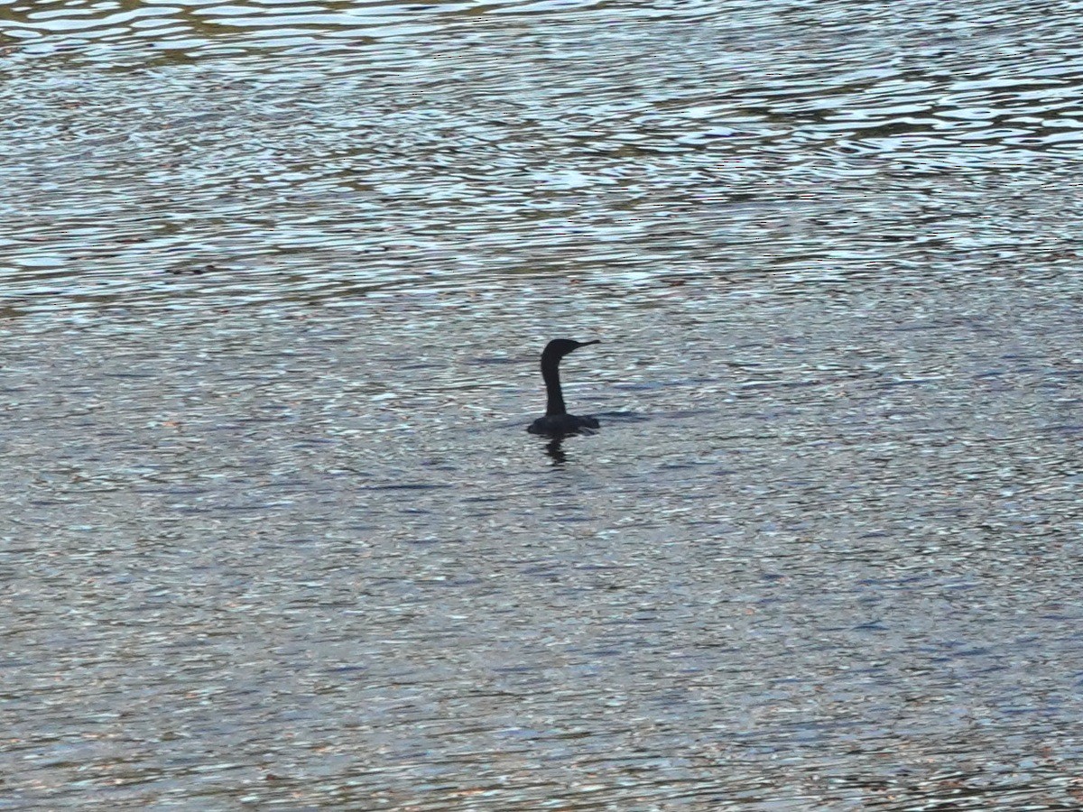 ヒメウ - ML645766136