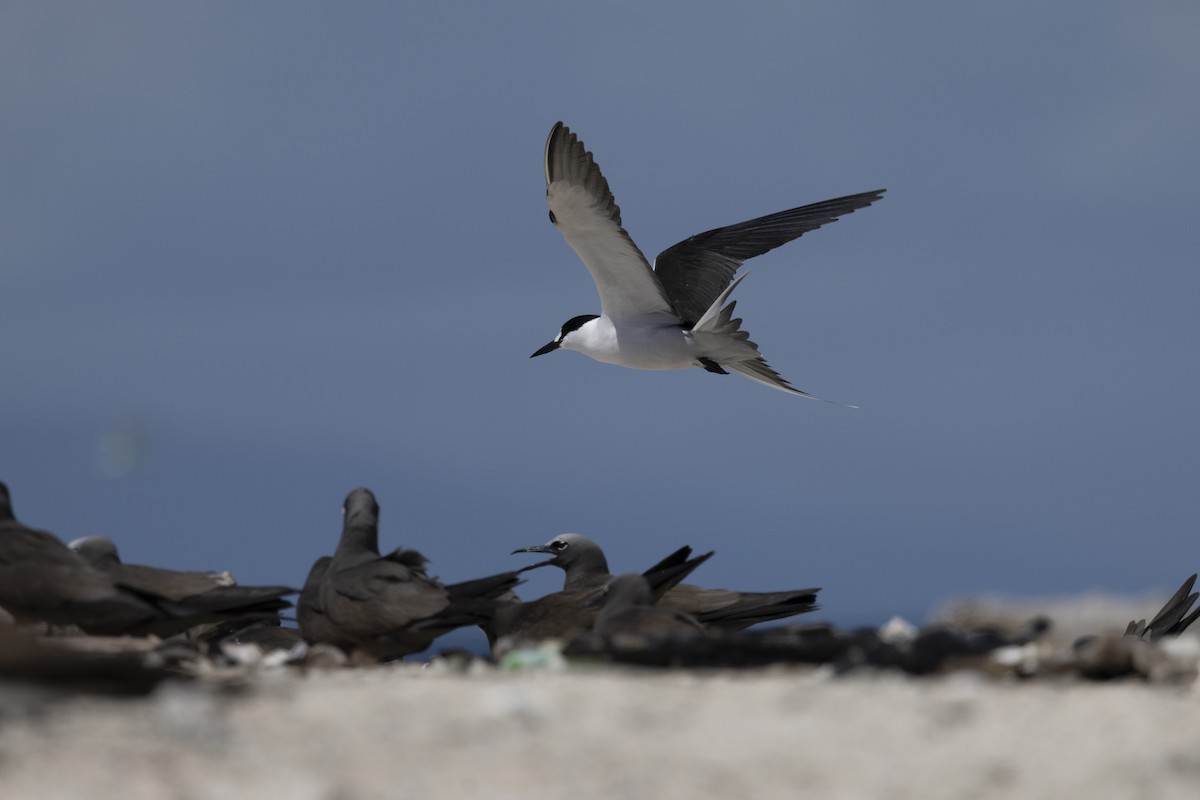 セグロアジサシ - ML645766138