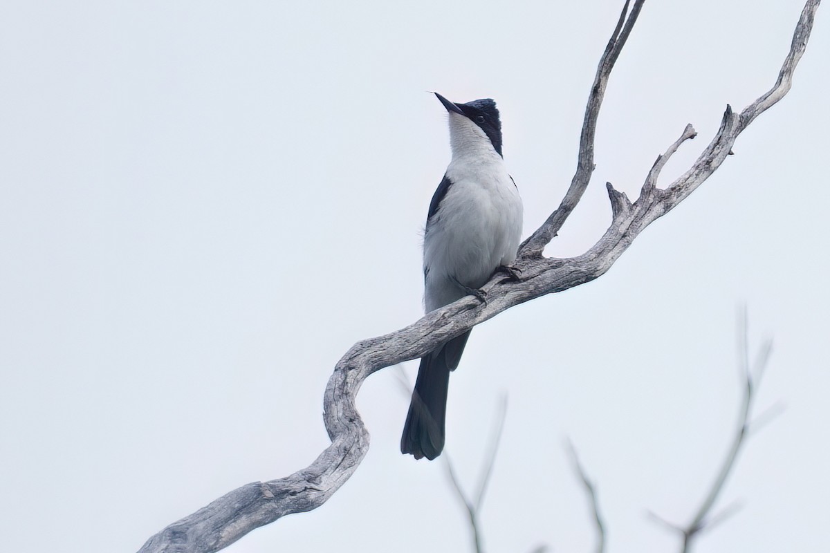 フタイロヒタキ - ML645766139