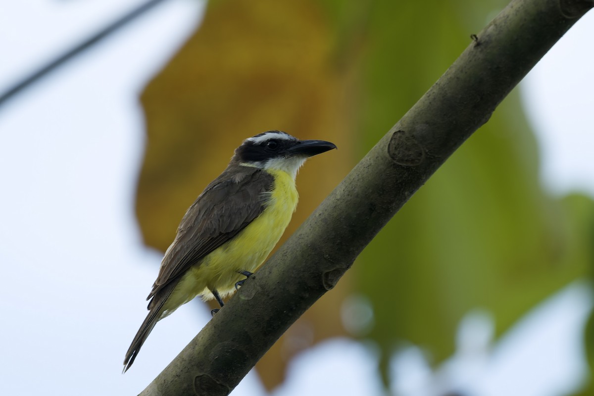 オオハシタイランチョウ - ML645766140