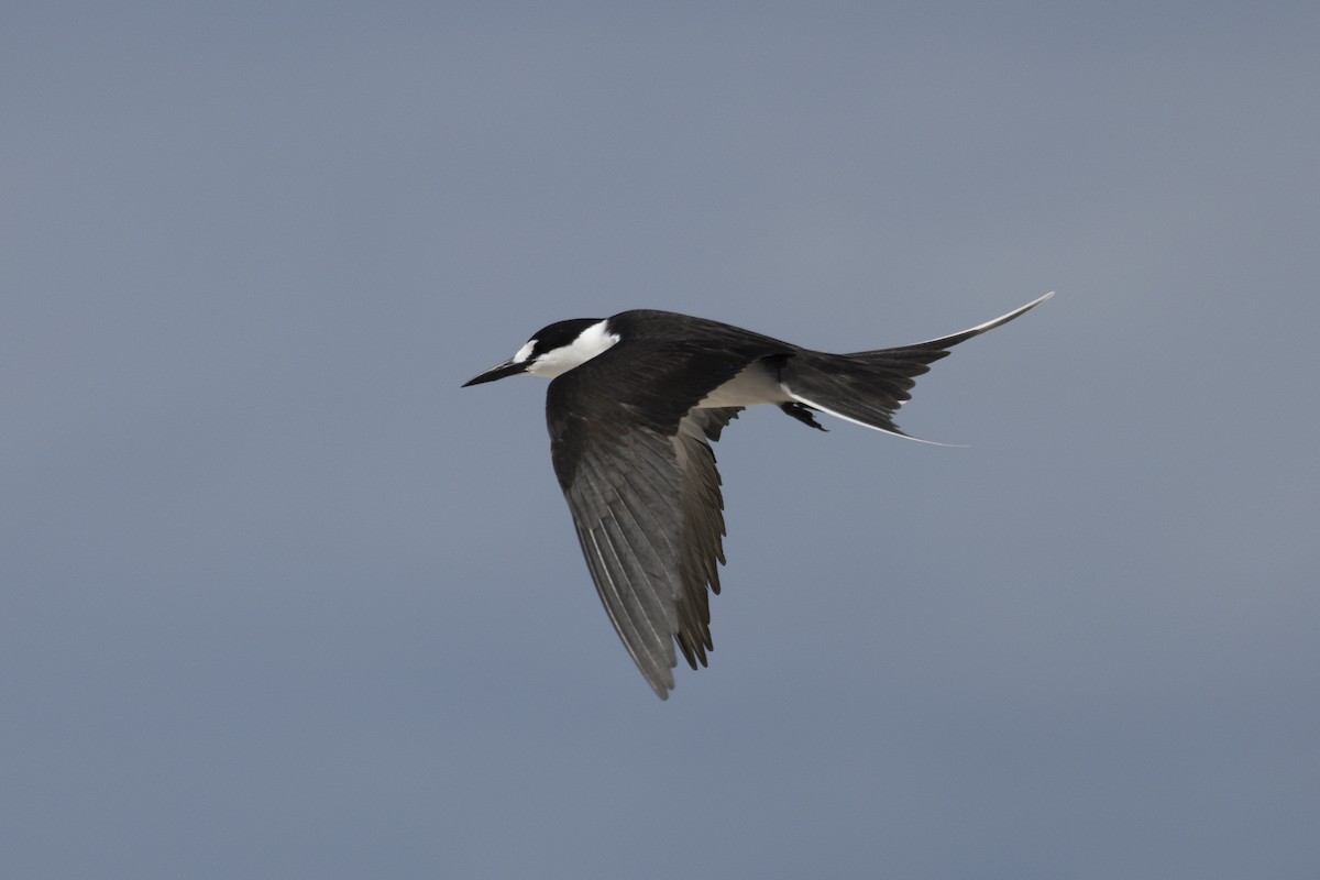 セグロアジサシ - ML645766141