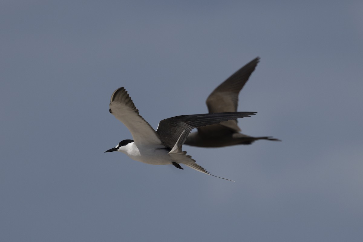 セグロアジサシ - ML645766142