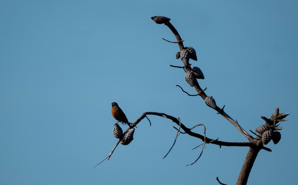 コマツグミ - ML645766149