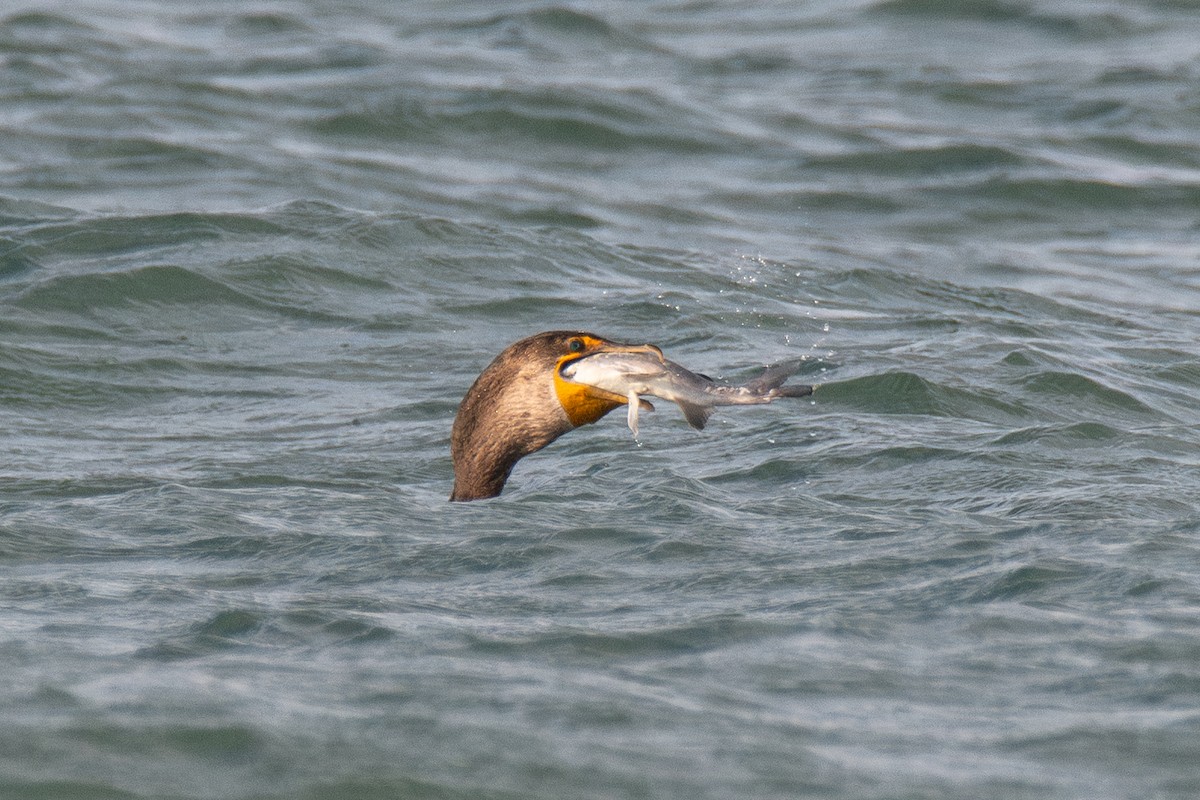 Double-crested Cormorant - ML645766159