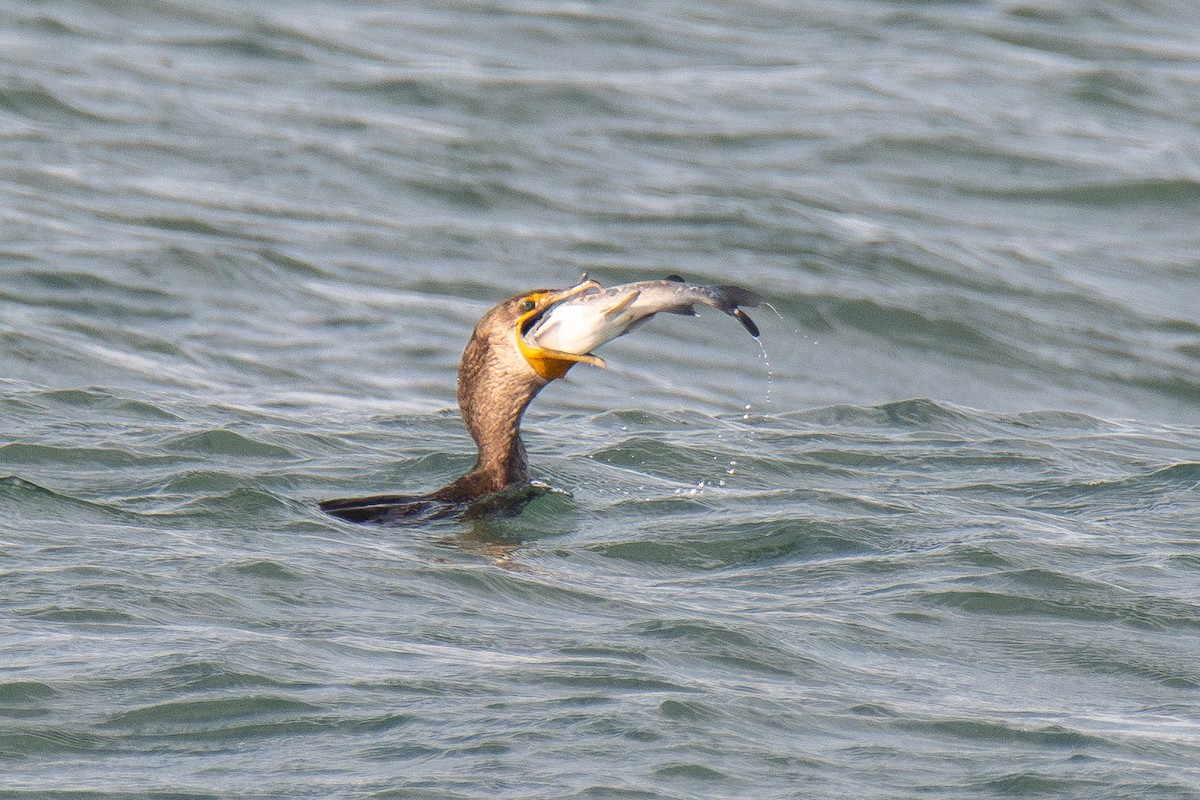 Double-crested Cormorant - ML645766160