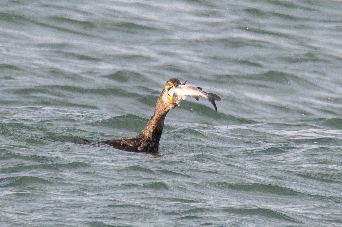 Double-crested Cormorant - ML645766161