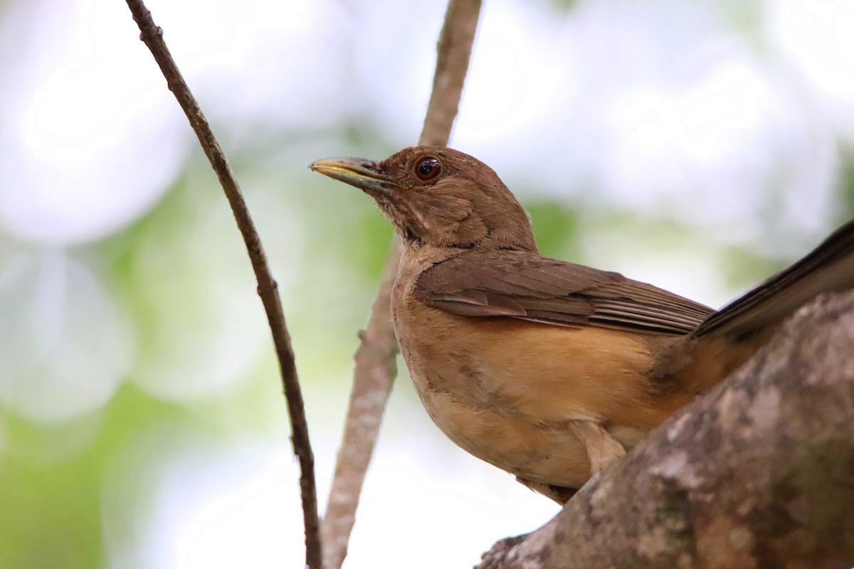 Clay-colored Thrush - ML645766175