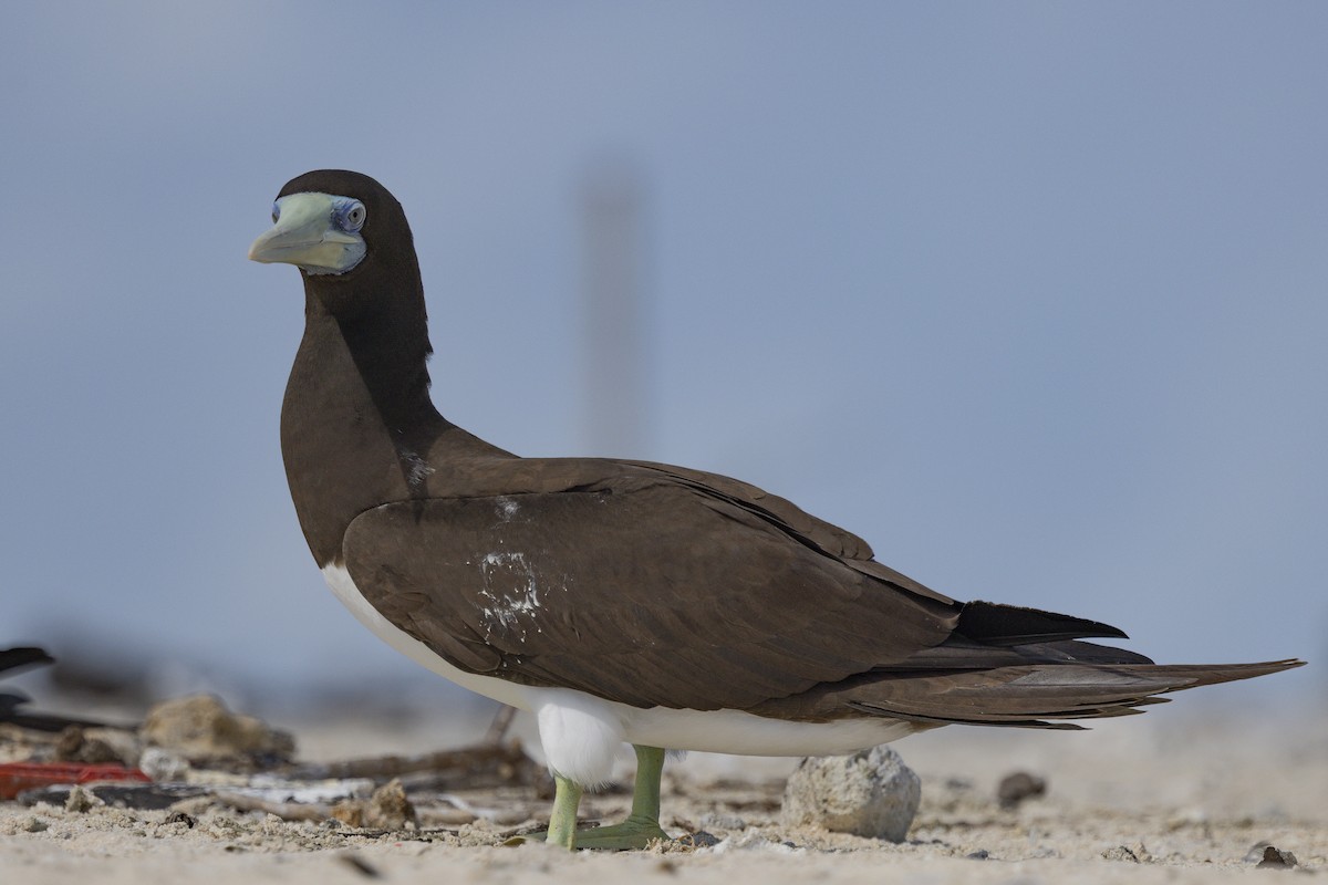 Brown Booby - ML645766181