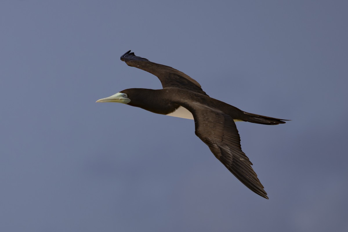 Brown Booby - ML645766182