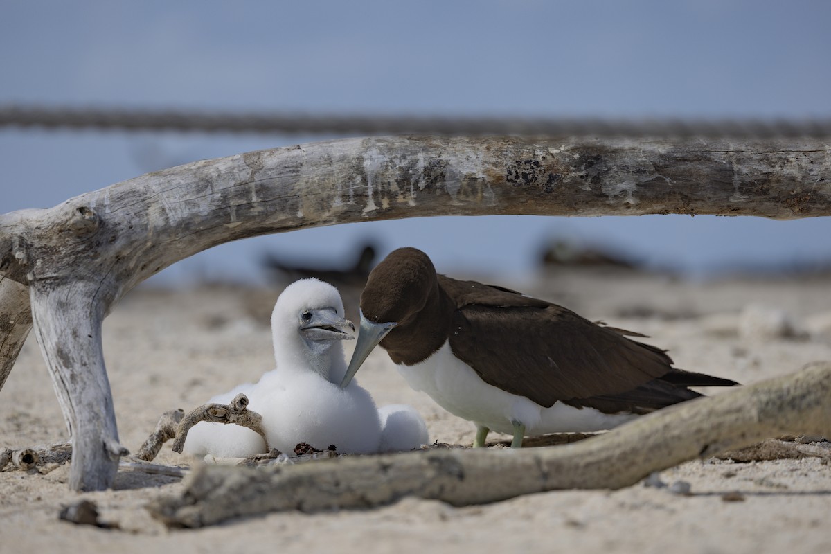 Brown Booby - ML645766183