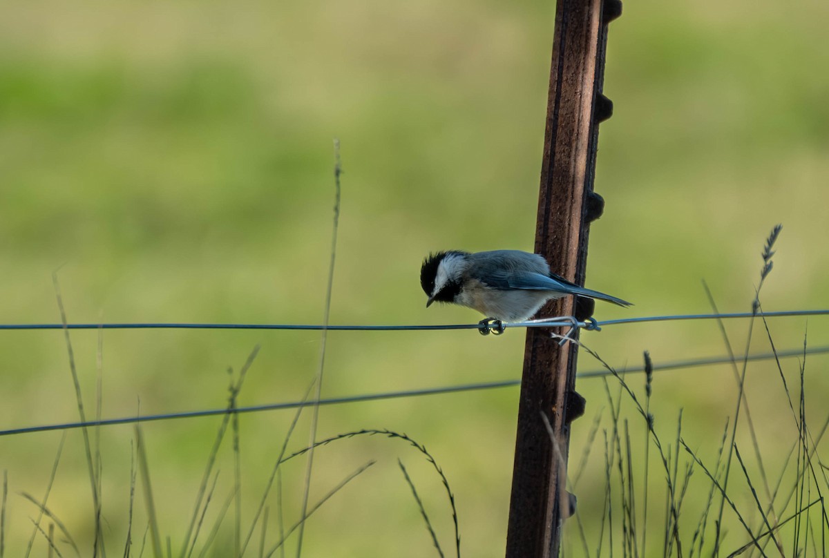 Гаїчка світлокрила - ML645766185