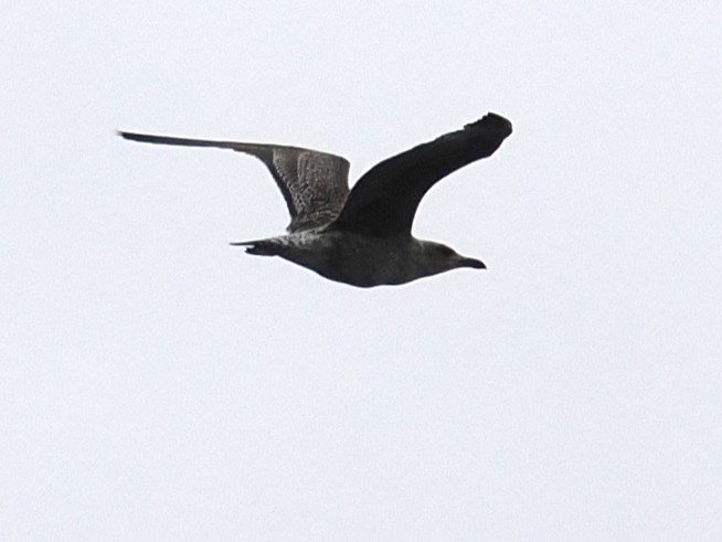 чайка sp. - ML645766186