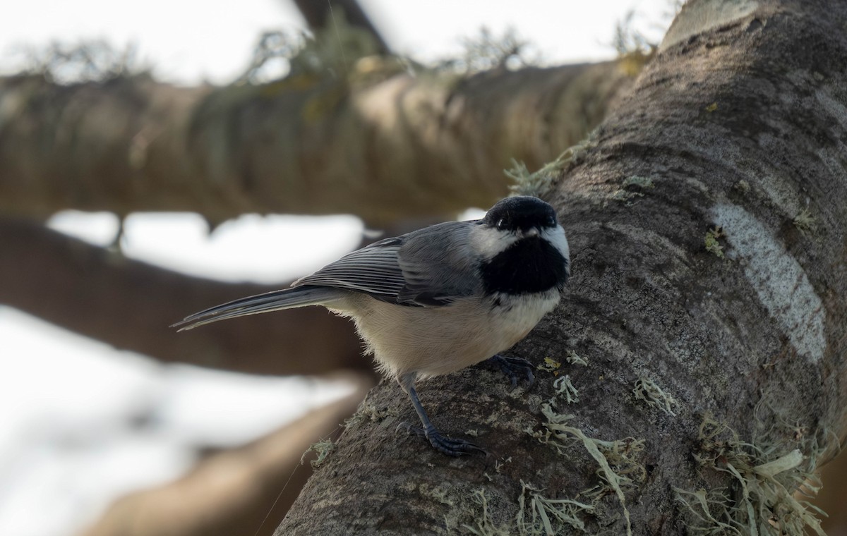 Гаїчка світлокрила - ML645766188