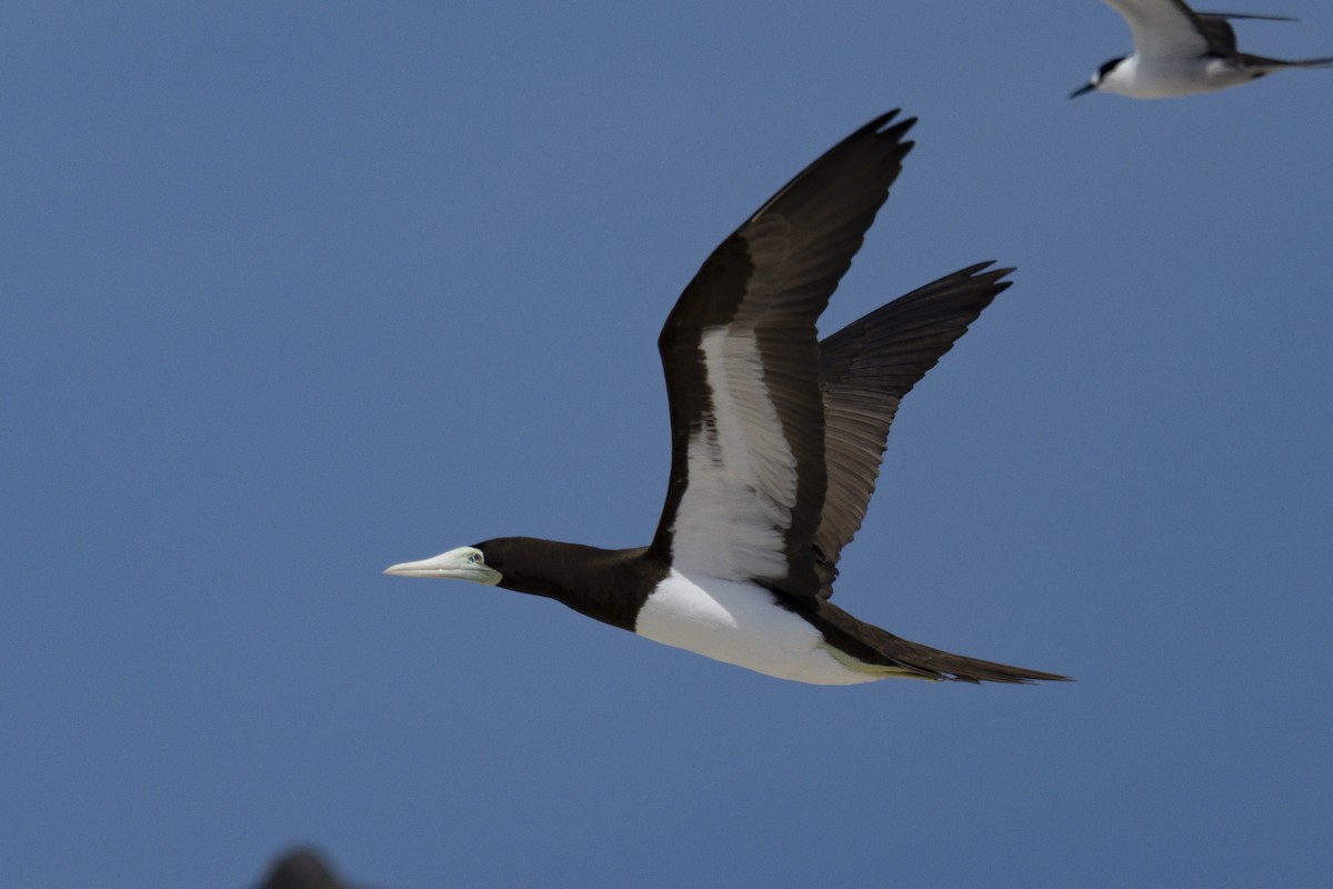 Brown Booby - ML645766189
