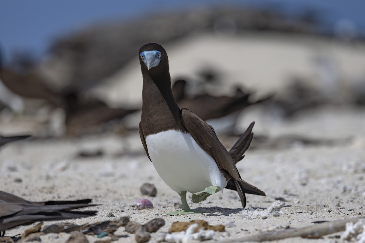 Brown Booby - ML645766191