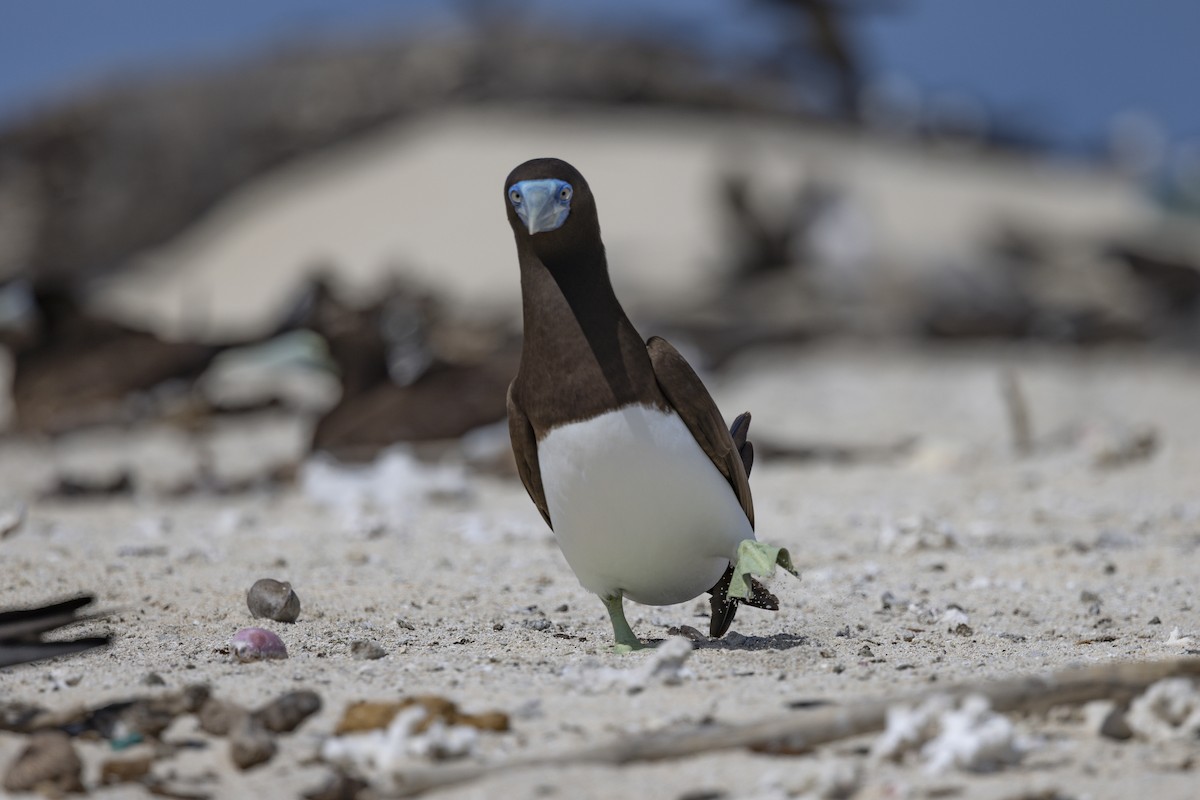 Brown Booby - ML645766192