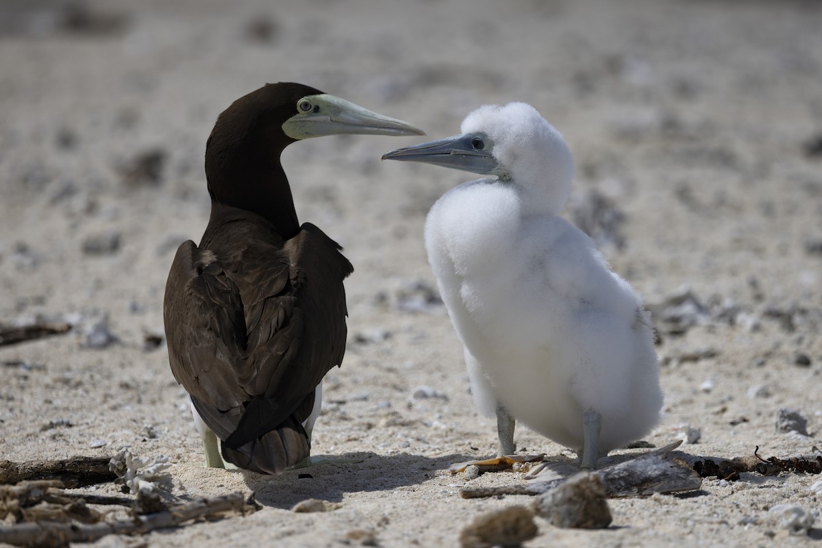 Brown Booby - ML645766193