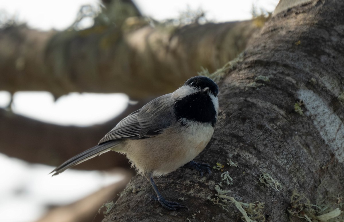 Гаїчка світлокрила - ML645766195