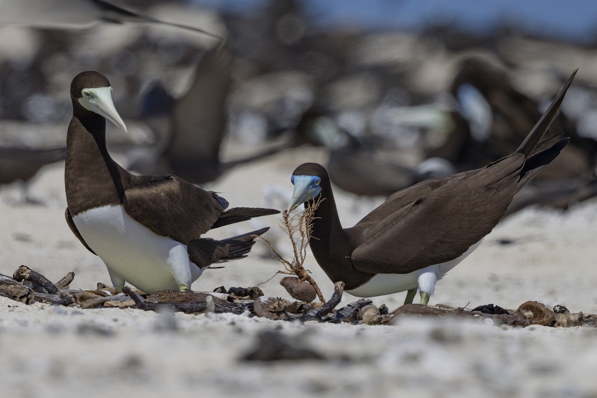 Brown Booby - ML645766201