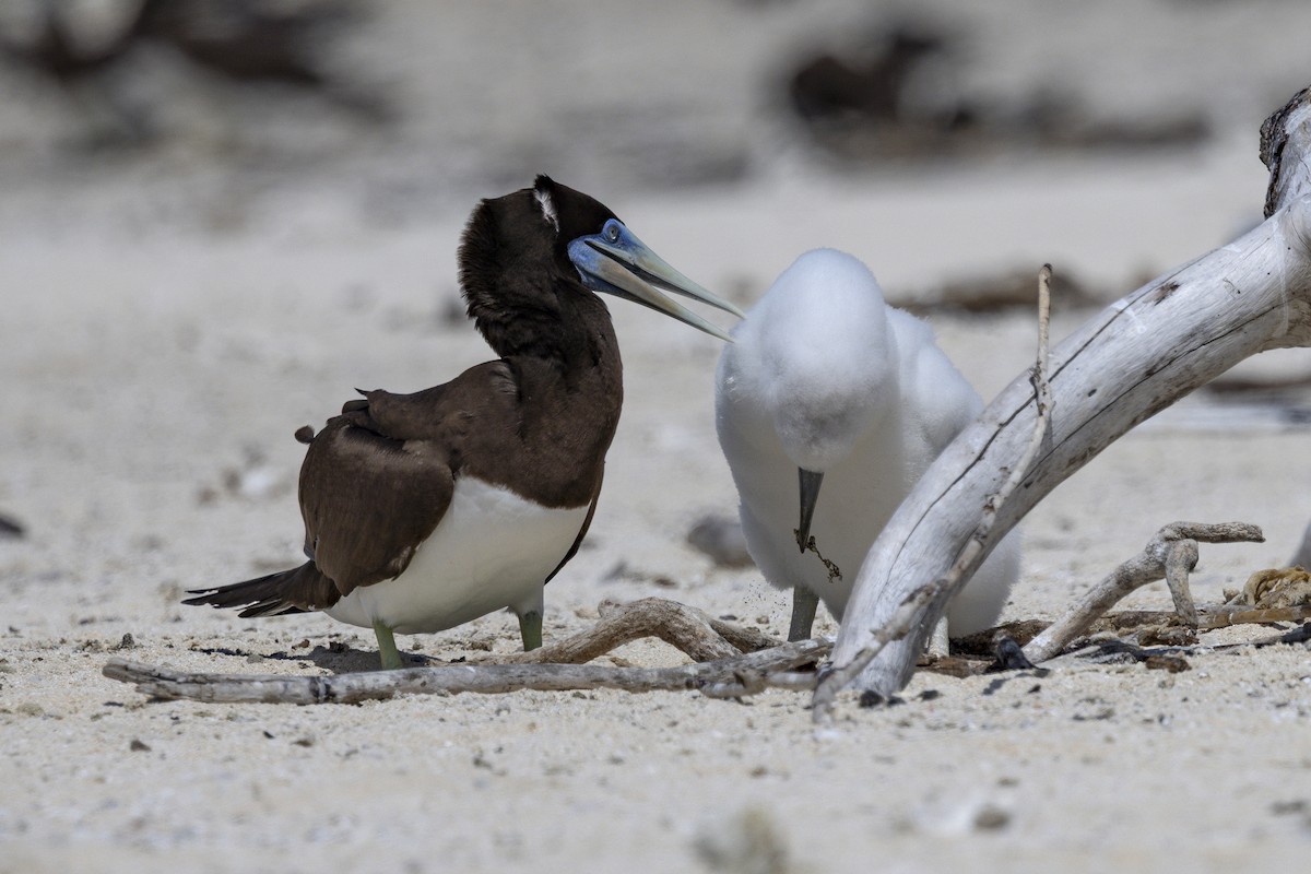 Brown Booby - ML645766202