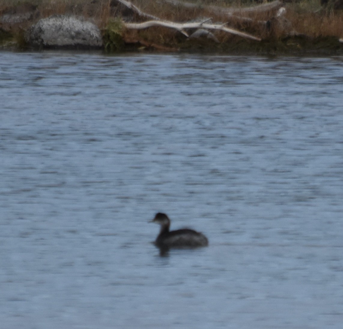 Eared Grebe - ML645766222