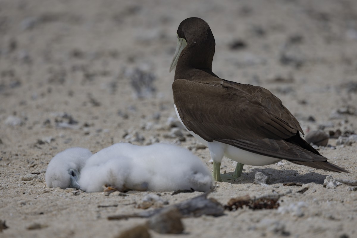 Brown Booby - ML645766224