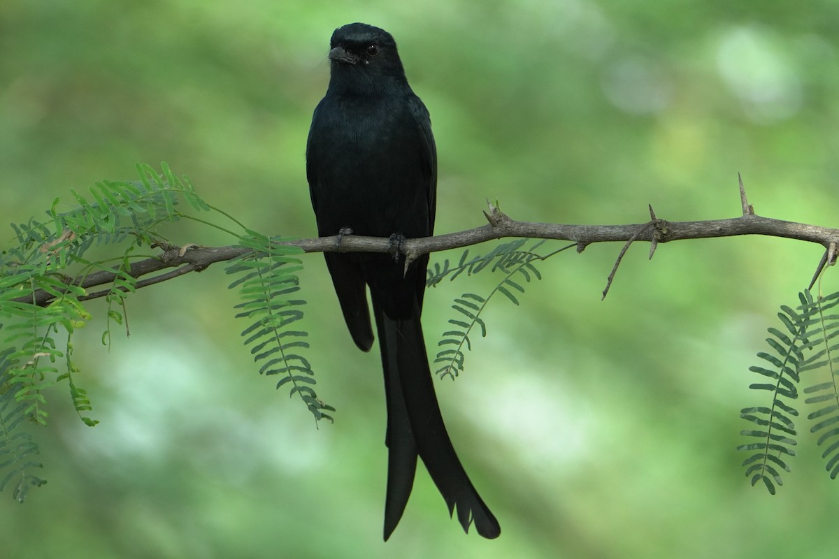 Black Drongo - ML645766227