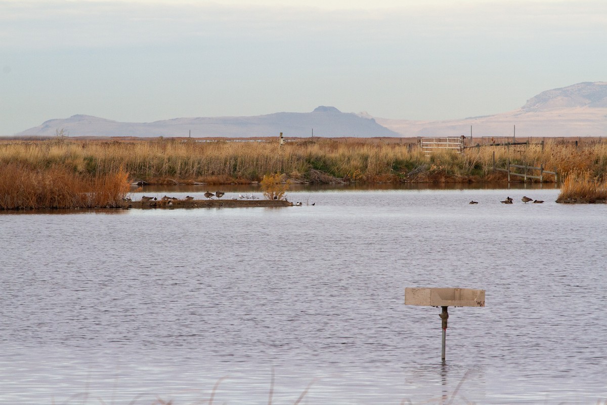 hohol bělavý - ML645766237