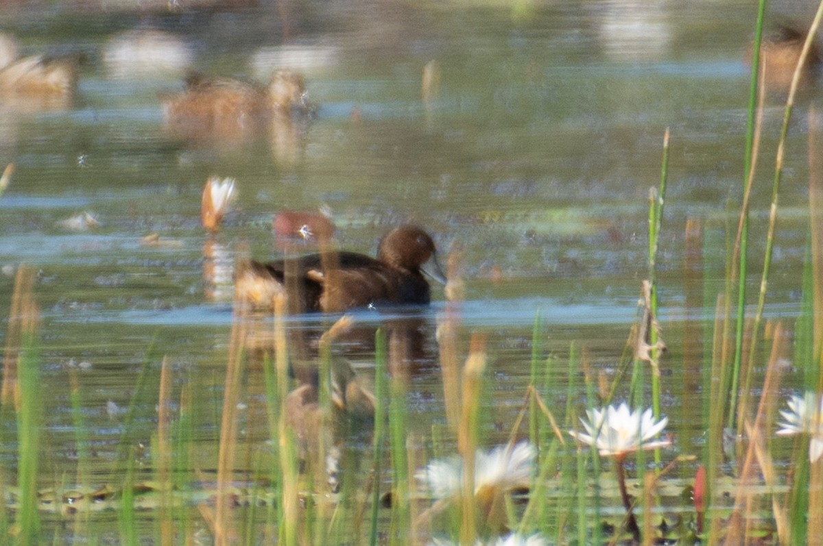 Ундар шумбуур - ML645766247