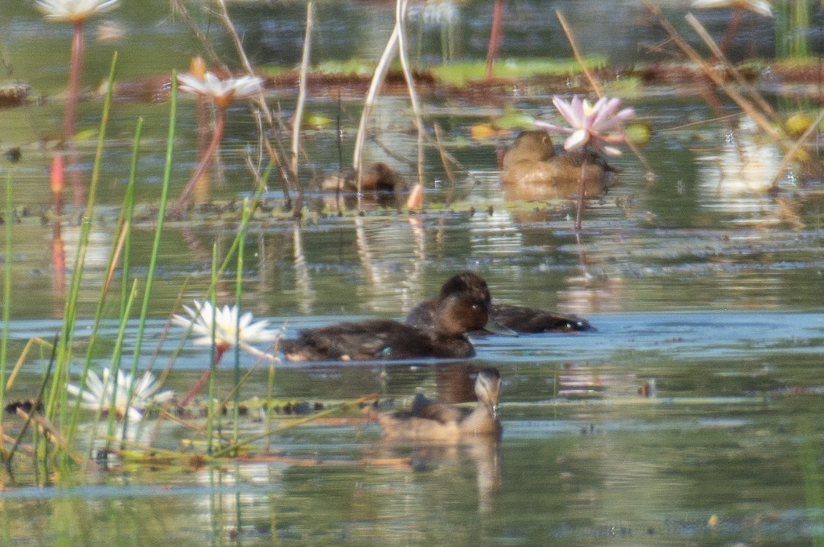 Ундар шумбуур - ML645766248