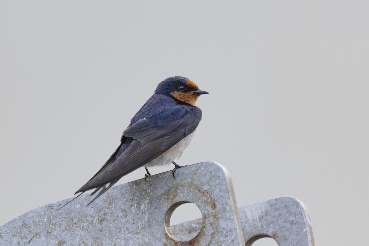 Welcome Swallow - ML645766249