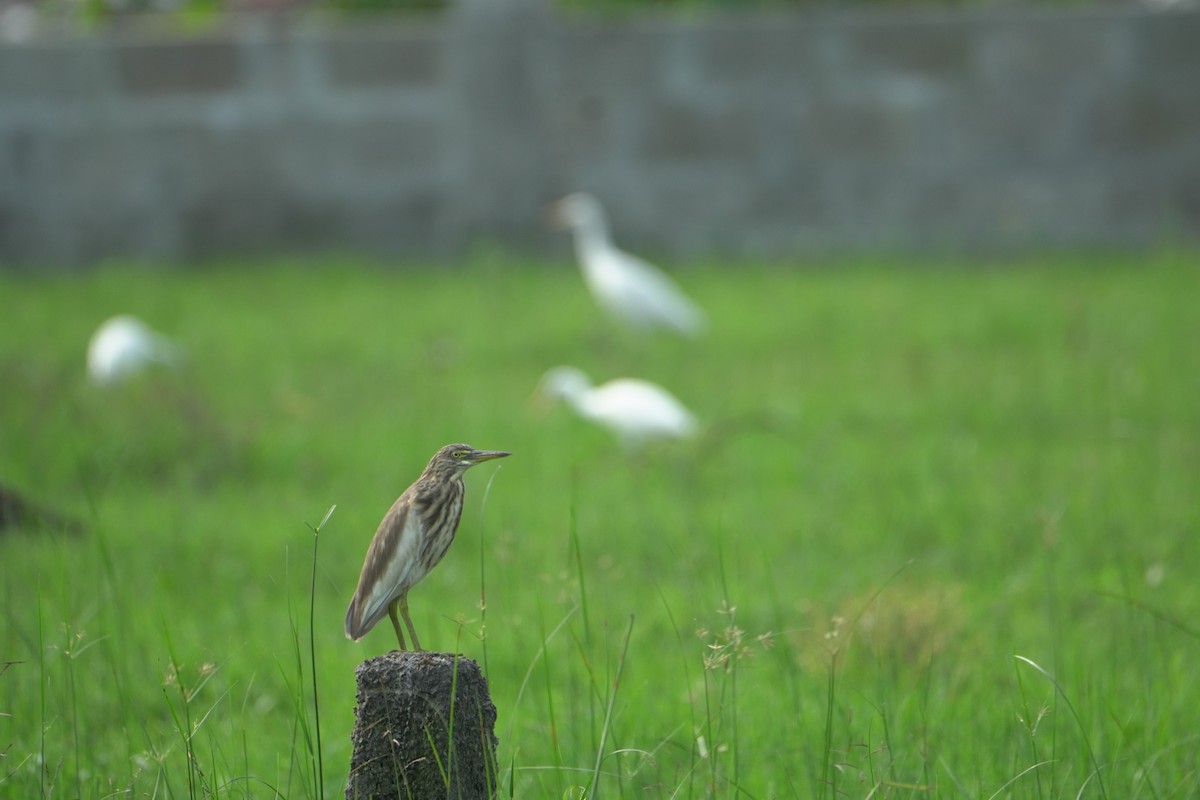 Indian Pond-Heron - ML645766253
