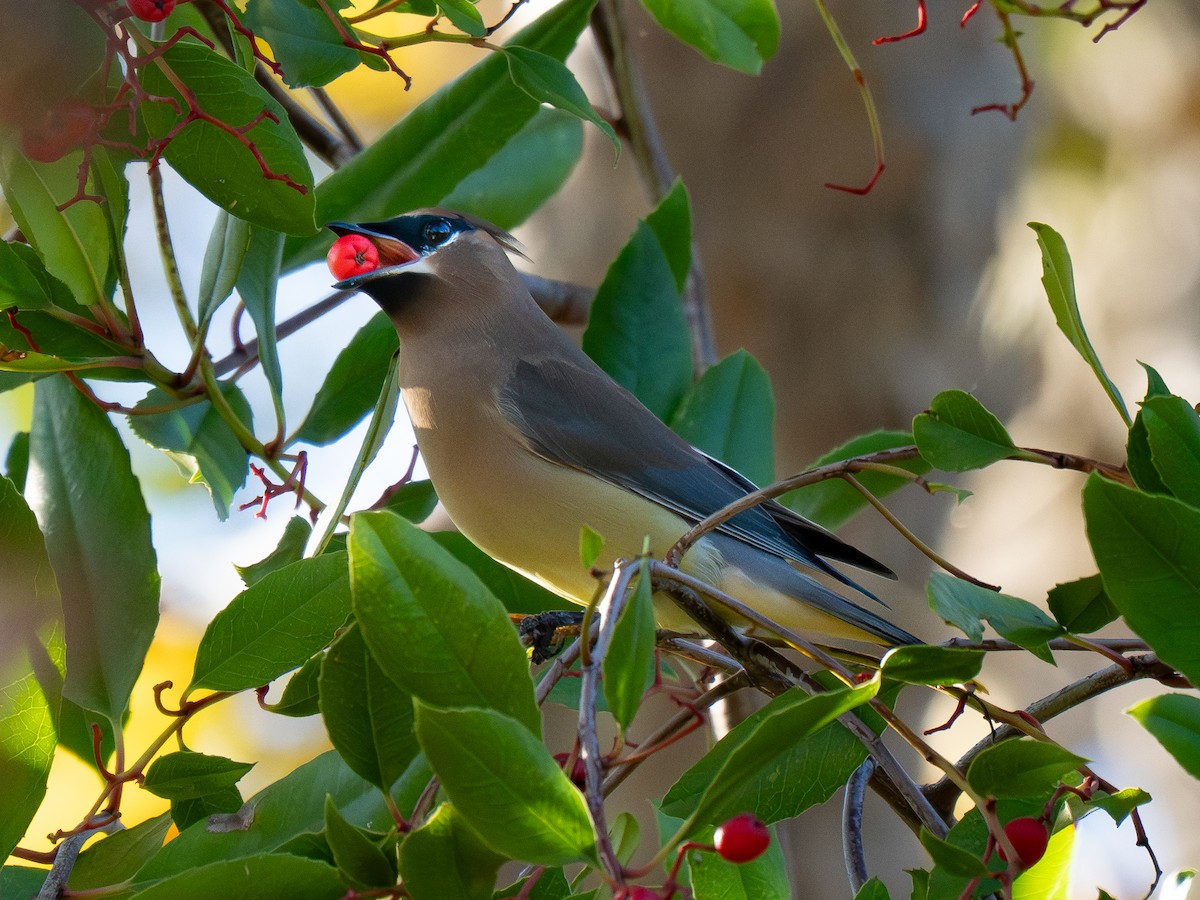 Cedar Waxwing - ML645766254