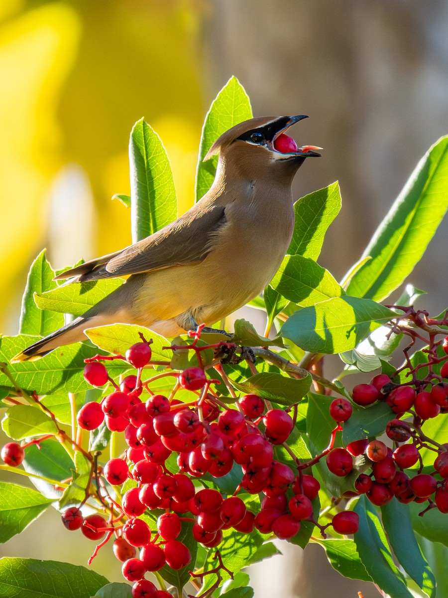 Cedar Waxwing - ML645766255