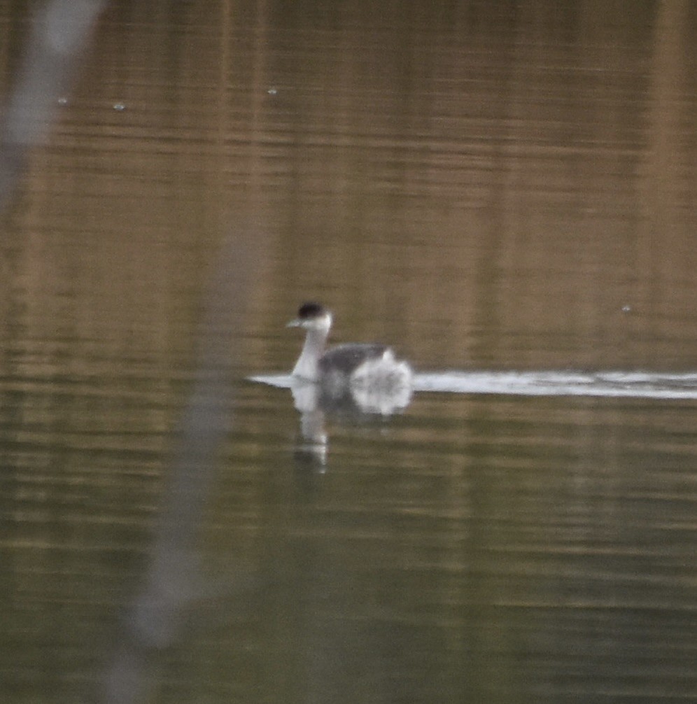Eared Grebe - ML645766256