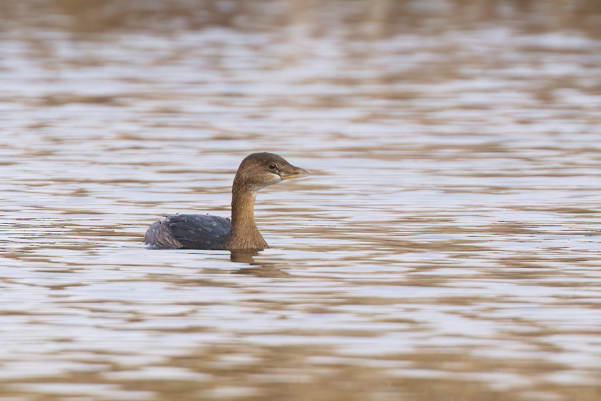 ringnebbdykker - ML645766264