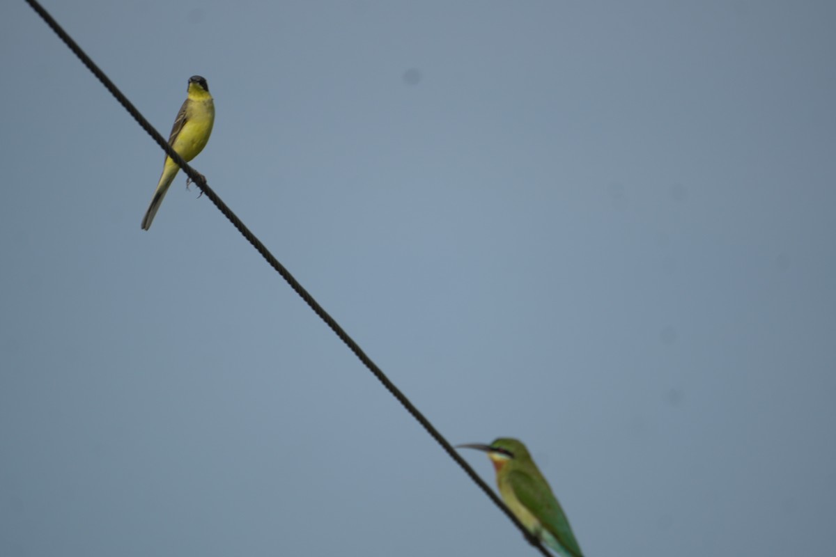 blåstjertbieter - ML645766266