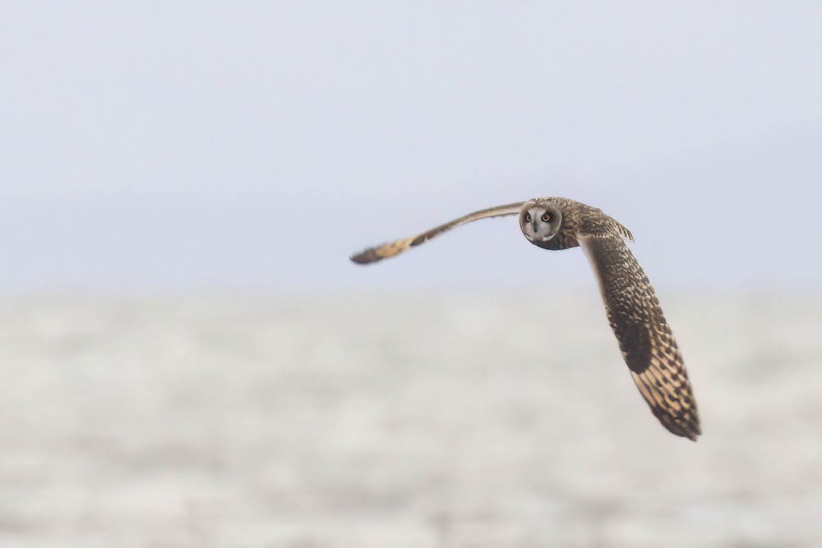 jordugle - ML645766268