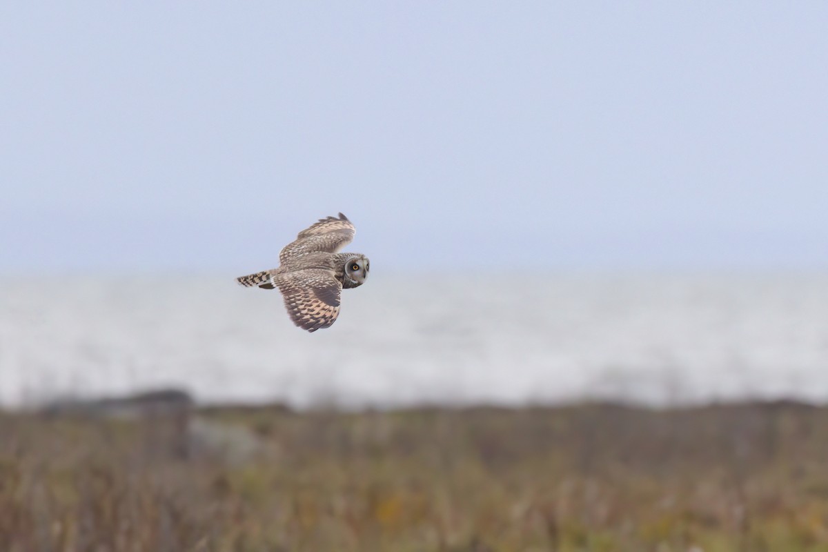 jordugle - ML645766270