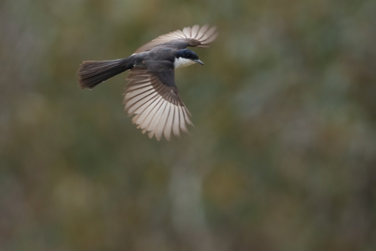 uromonark - ML645766273