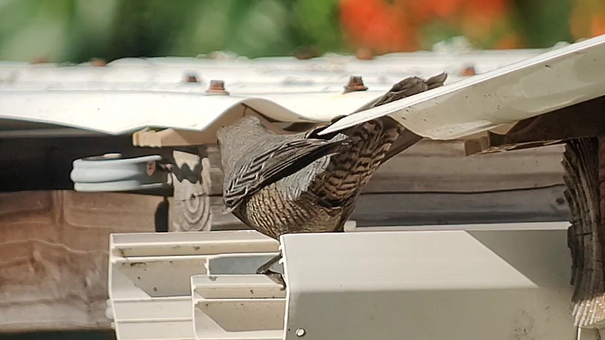 blåtrost - ML645766280