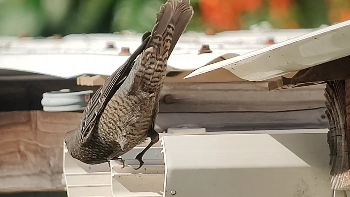 blåtrost - ML645766281