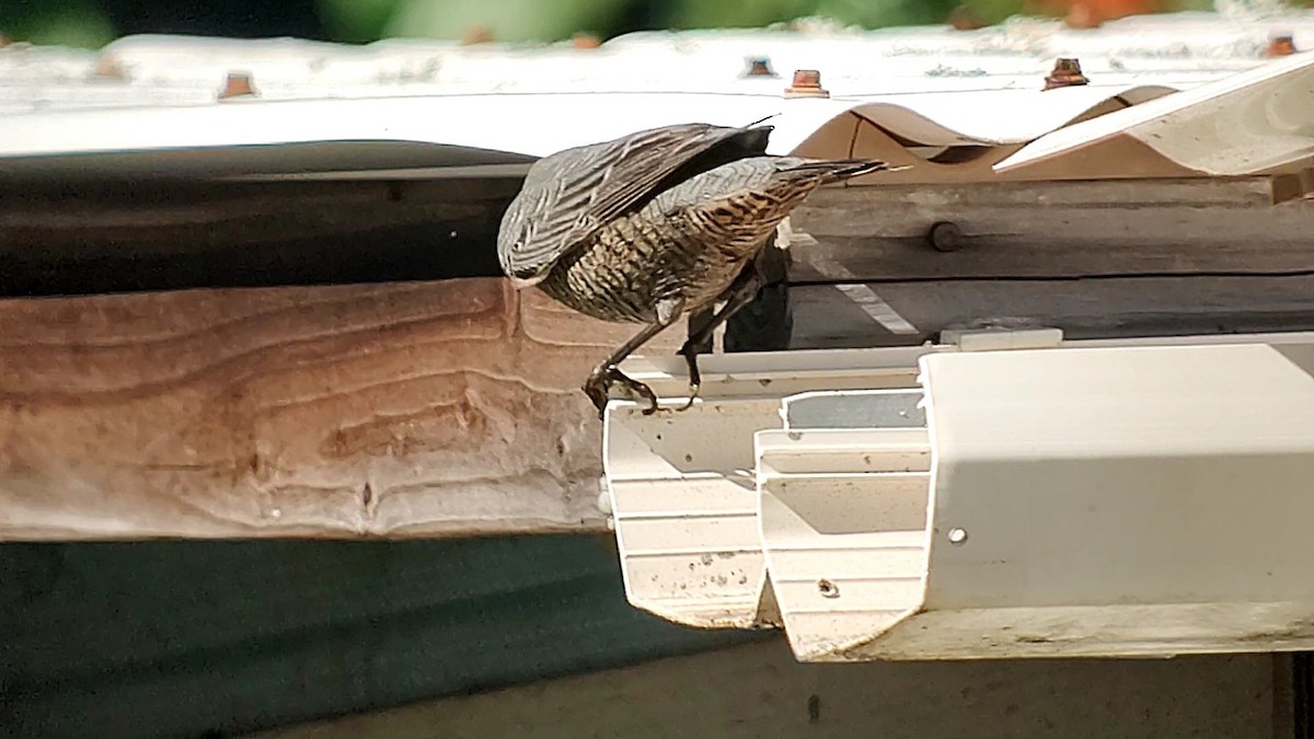 blåtrost - ML645766282