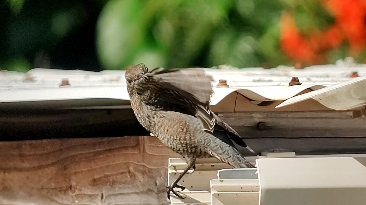 blåtrost - ML645766285