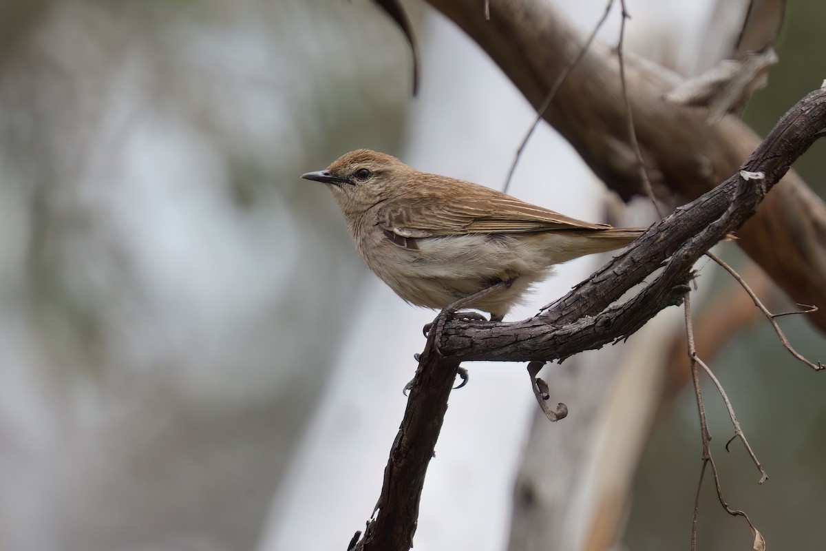 rustgumplerkesanger - ML645766287